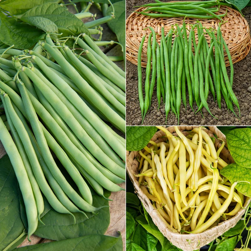 Collection d'Haricots nains
