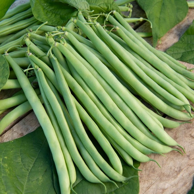 Collection d'Haricots nains