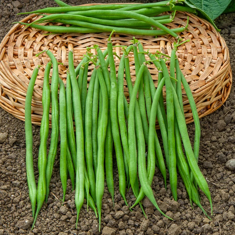 Collection d'Haricots nains