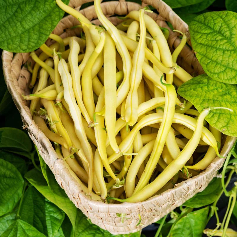 Collection d'Haricots nains