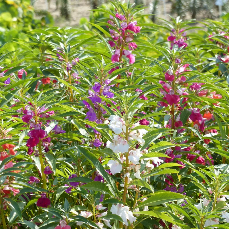 Balsamine à fleurs de camélia en mélange