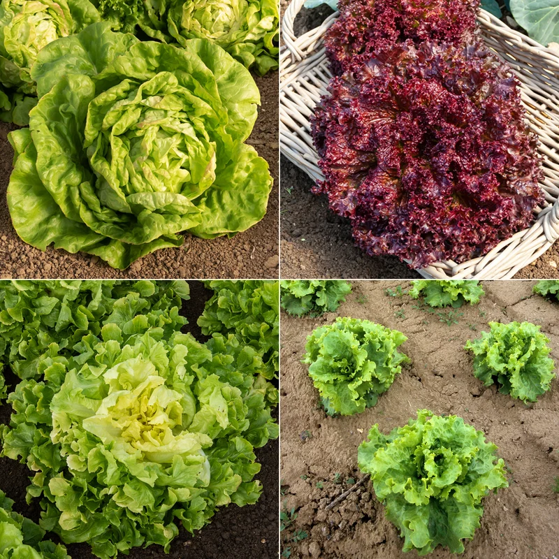 Collection de salades