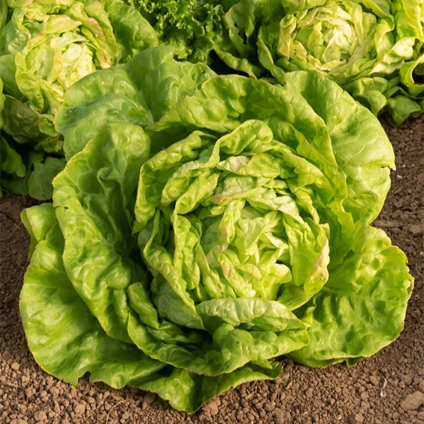 Collection de salades