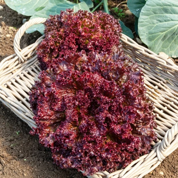 Collection de salades