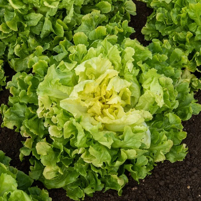 Collection de salades