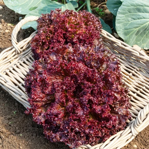 Collection de salades à couper
