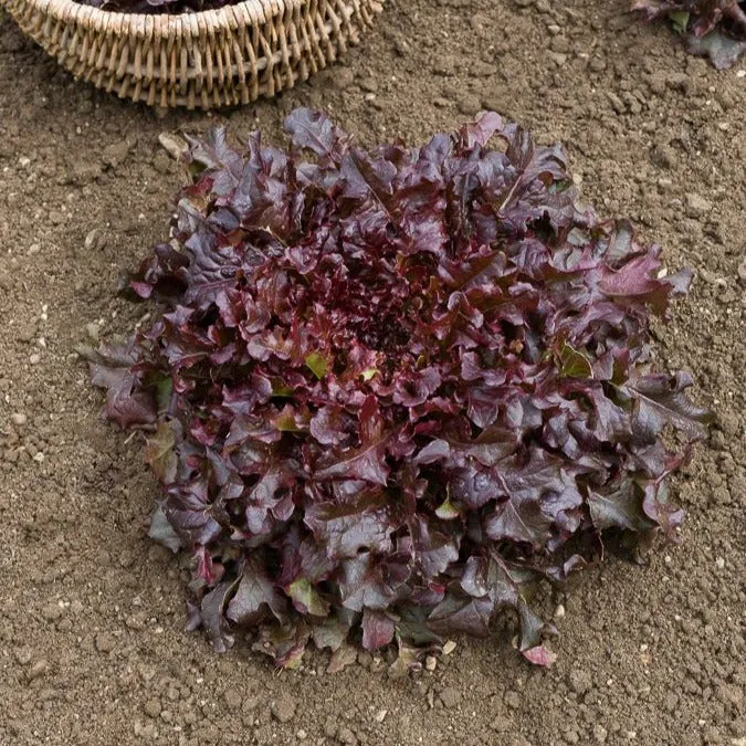 Collection de salades à couper