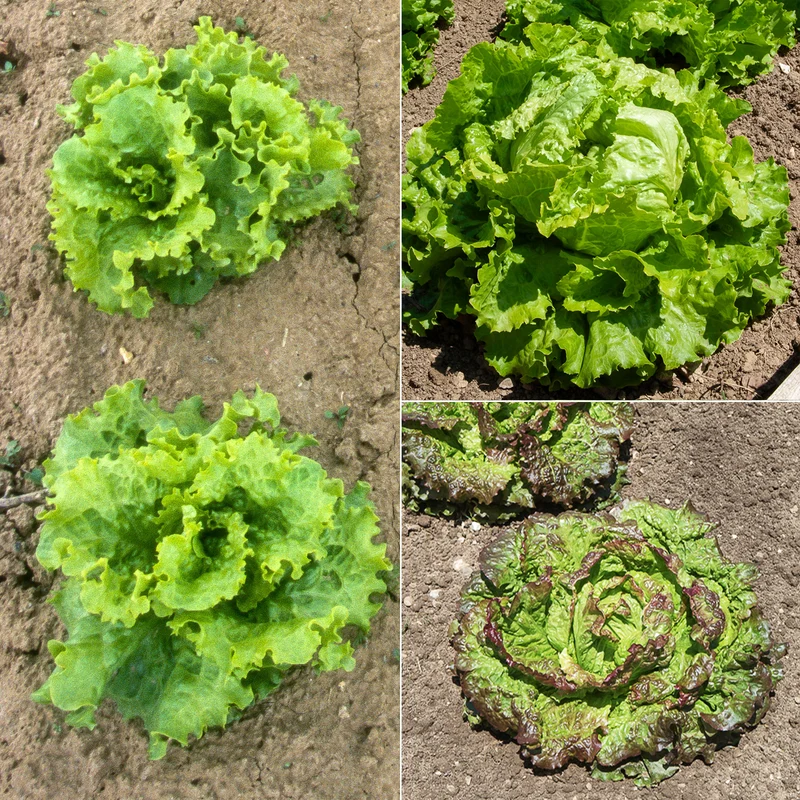 Collection de 3 salades Batavia