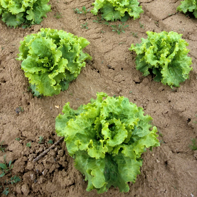 Collection de 3 salades Batavia