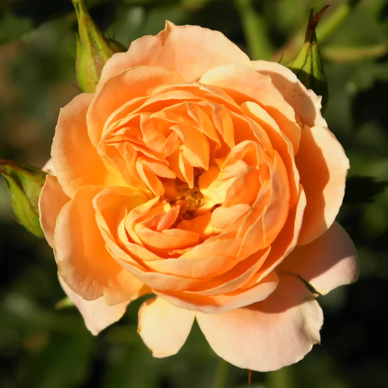 Rosier Sweet Dream ®
