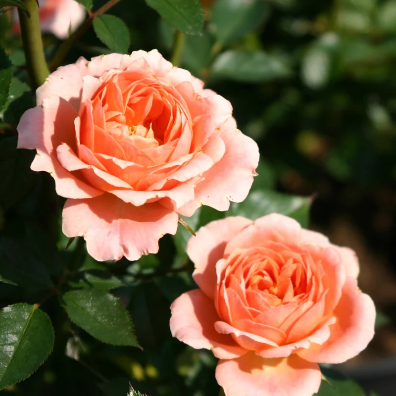 Rosier Sweet Dream ®