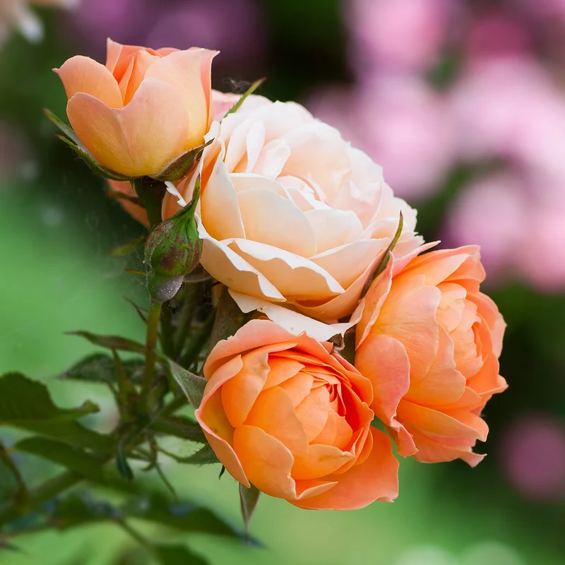 Rosier Sweet Dream ®