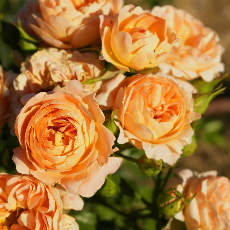 Rosier Sweet Dream ®