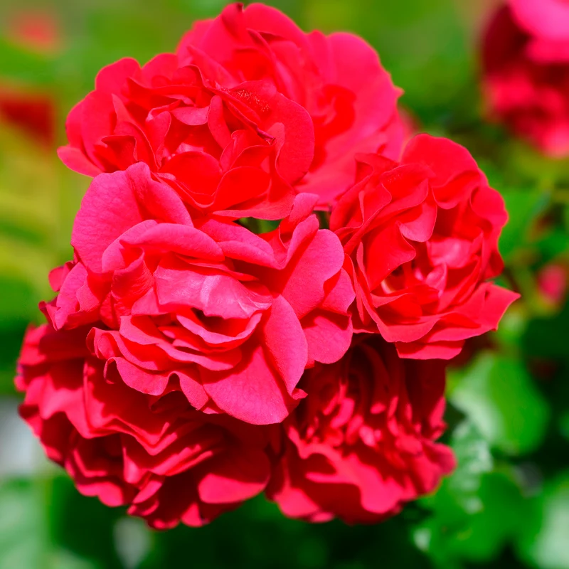 Rosier Toscana®