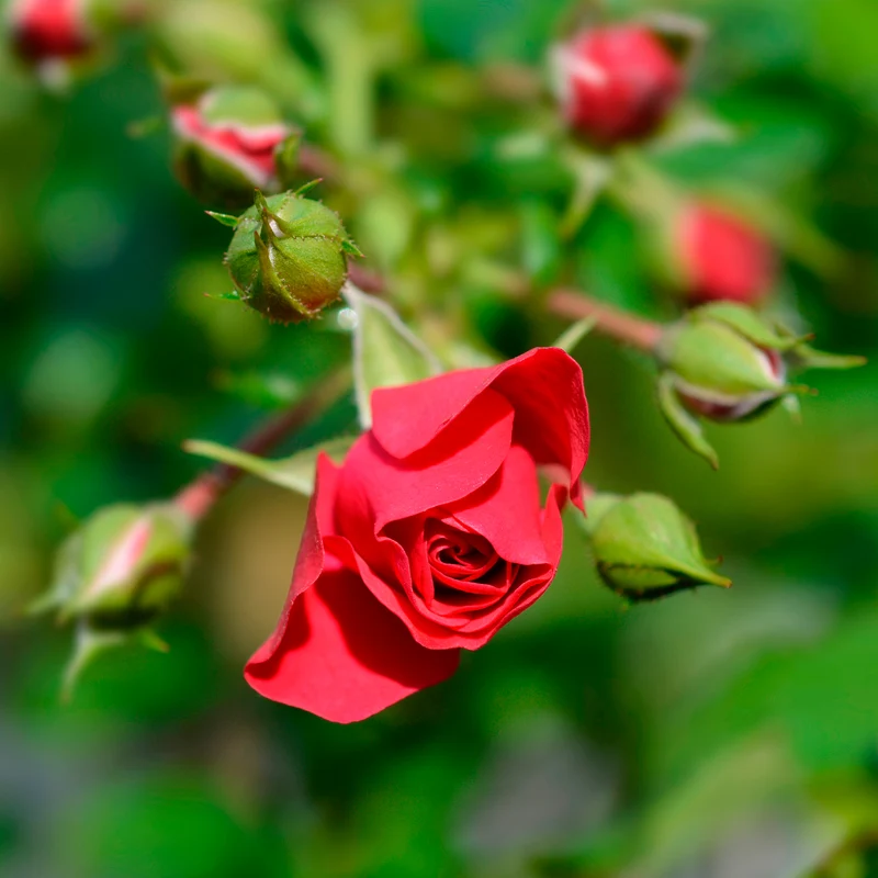 Rosier Toscana®