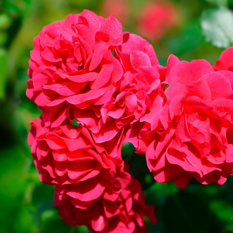 Rosier Toscana®