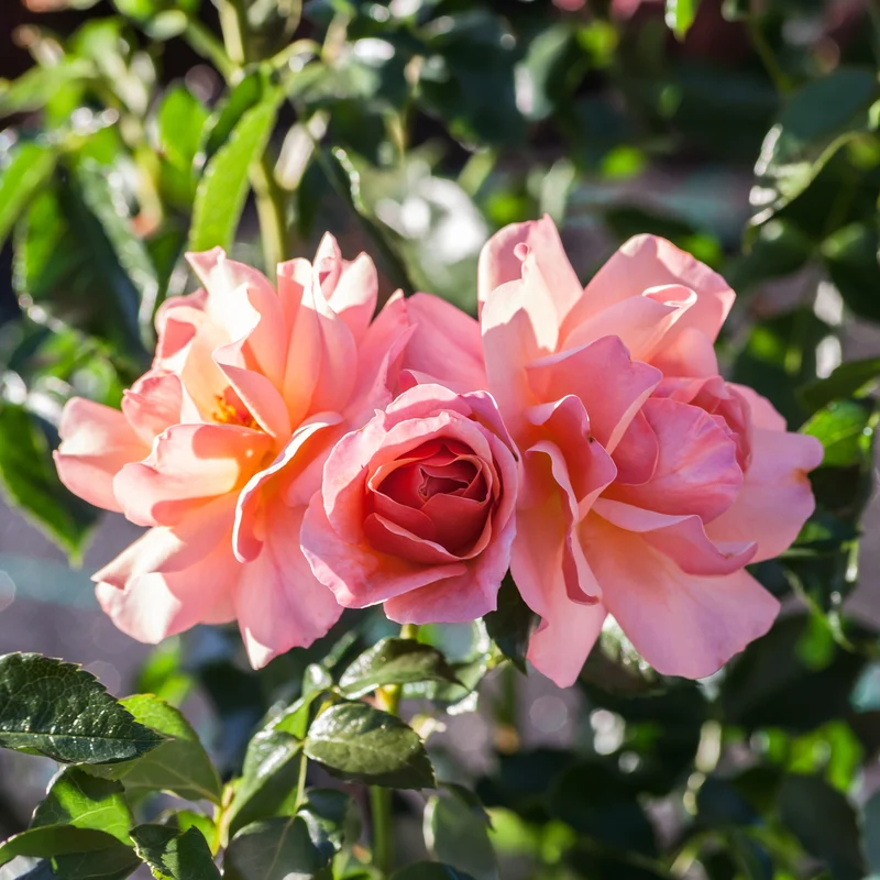 Rosier Aprikola®