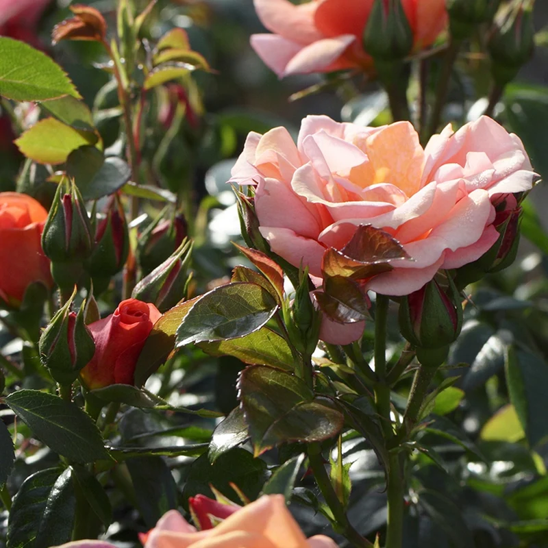 Rosier Aprikola®