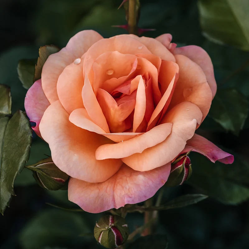 Rosier Aprikola®