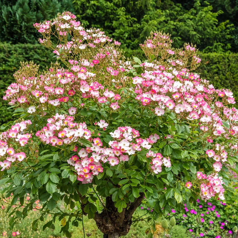 Rosier Ballerina