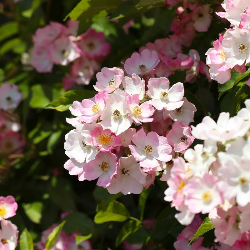 Rosier Ballerina