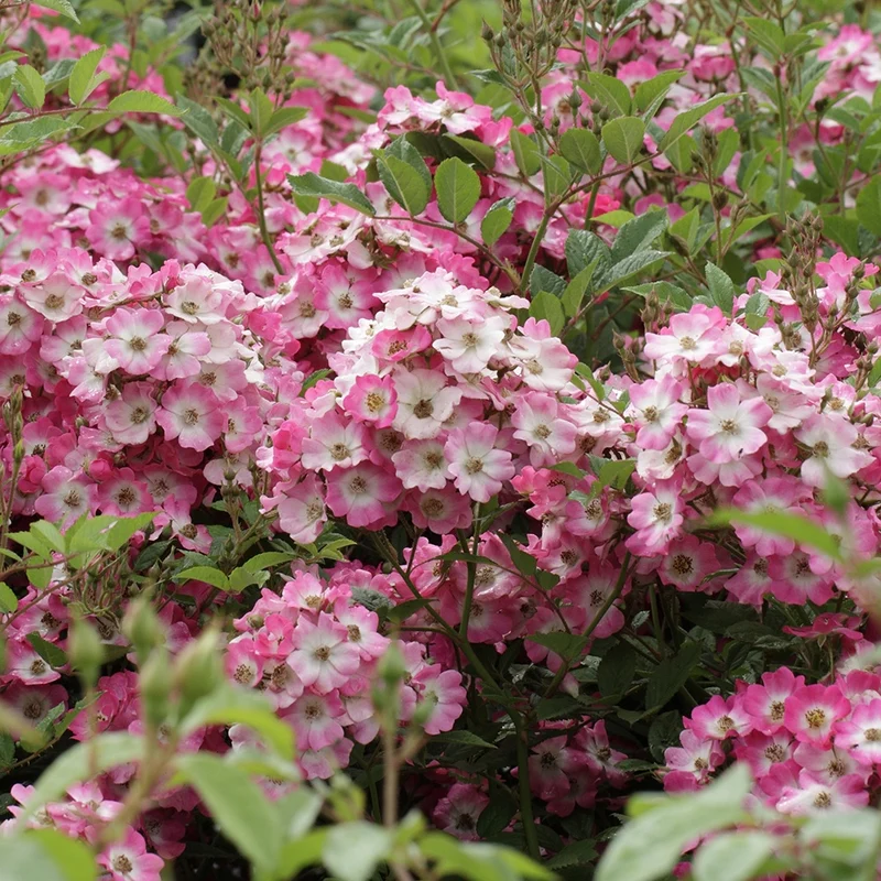 Rosier Ballerina