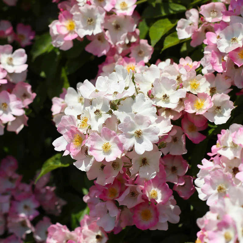 Rosier Ballerina