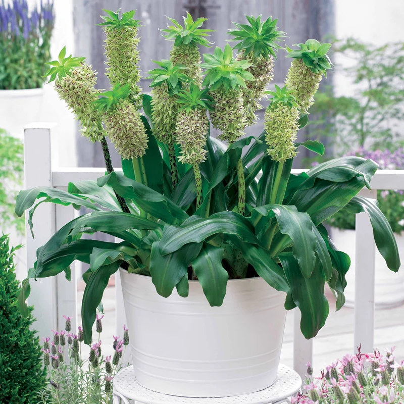 3 Fleurs ananas bicolore