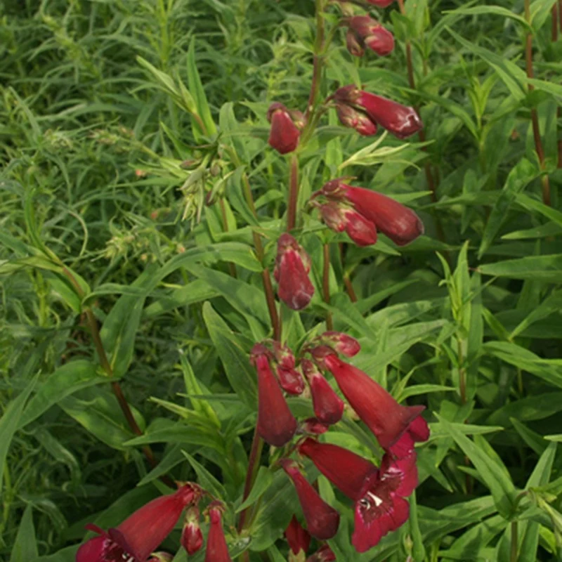 Galane Blackbird - Penstemon