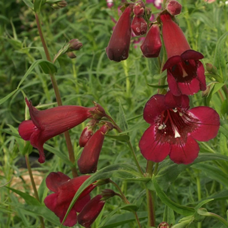 Galane Blackbird - Penstemon