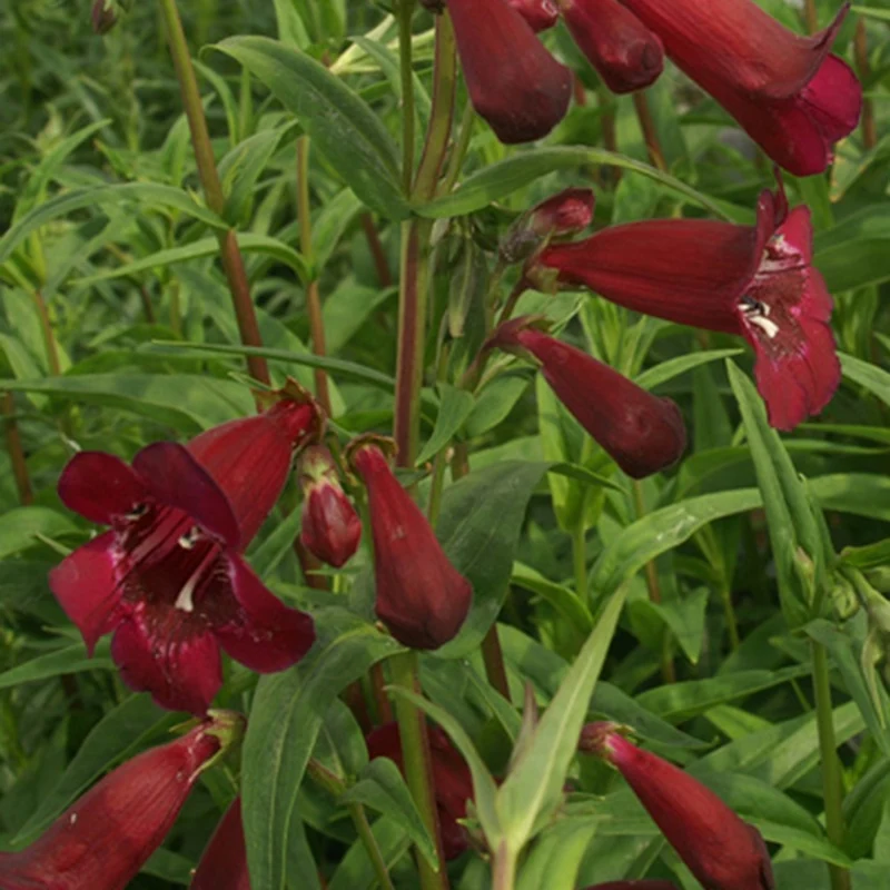 Galane Blackbird - Penstemon