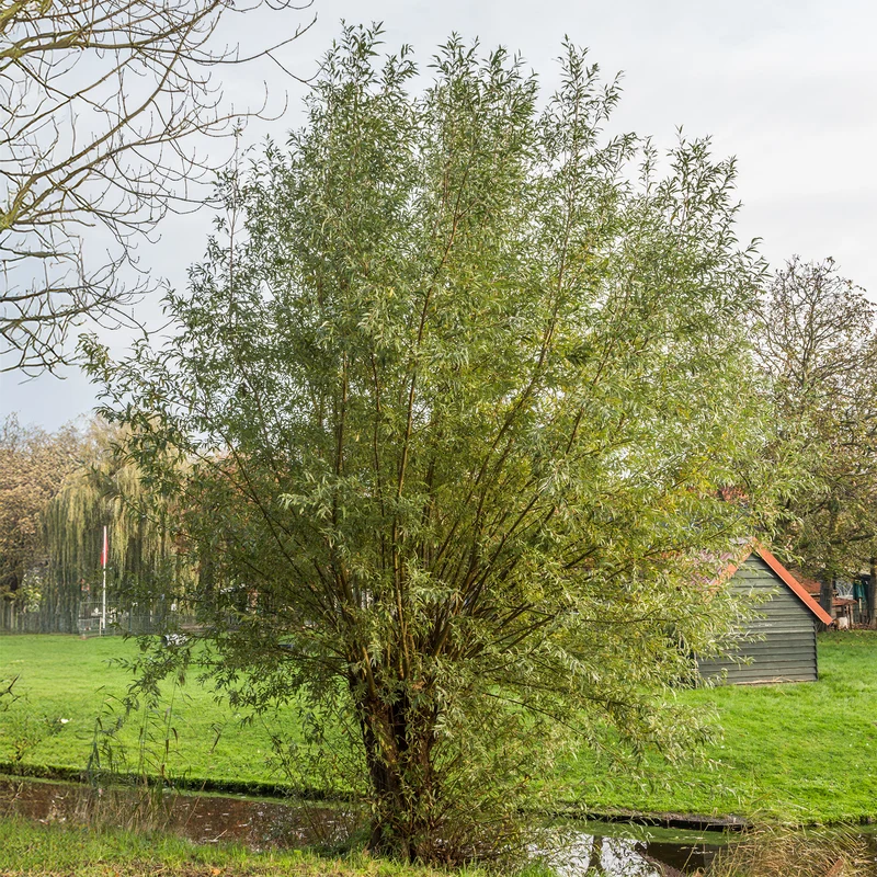 Saule blanc