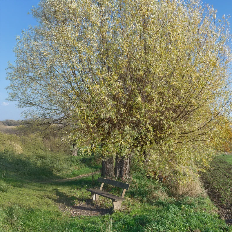 Saule blanc