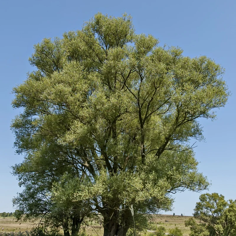 Saule blanc