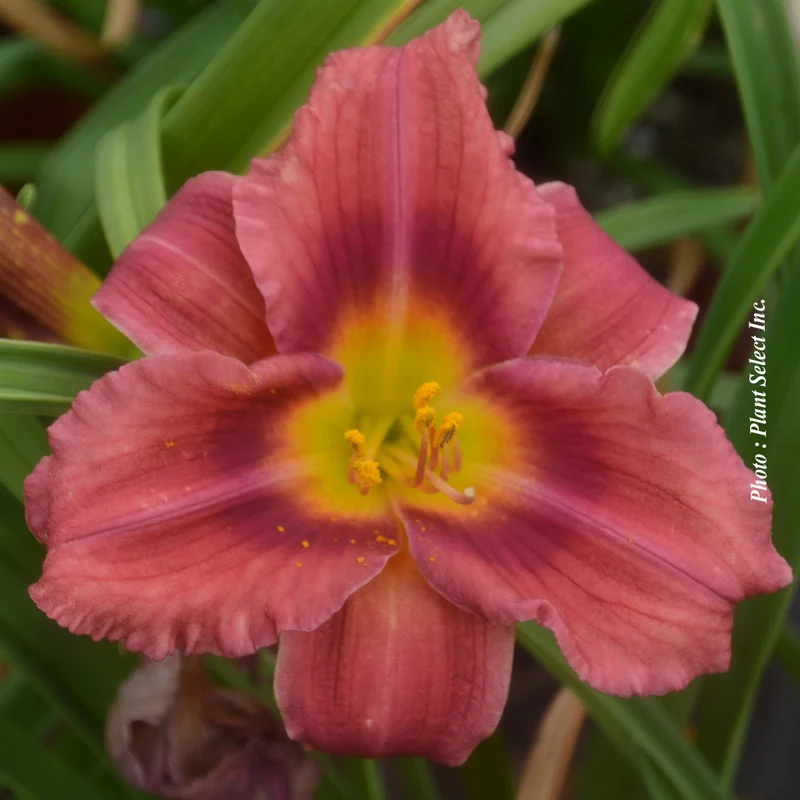Hémérocalle ‘Rosy Returns’ (Hemerocallis 'Rosy Returns')