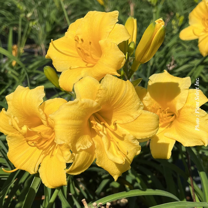 Hémérocalle ‘Stella d’Oro’ (Hemerocallis 'Stella d'Oro')