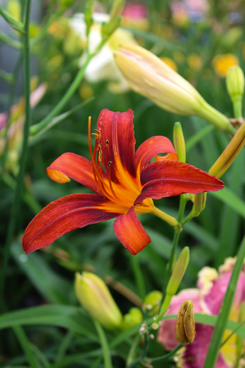 Hémérocalle ‘Sammy Russell’ (Hemerocallis 'Sammy Russell')