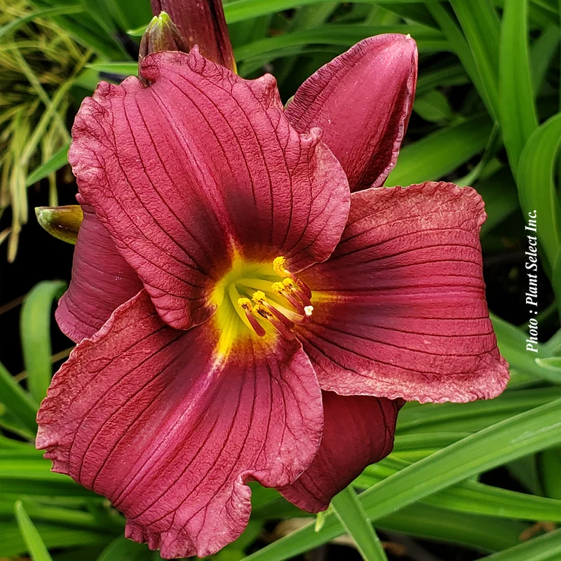 Hémérocalle ‘Stella in Red’ (Hemerocallis 'Stella in Red')