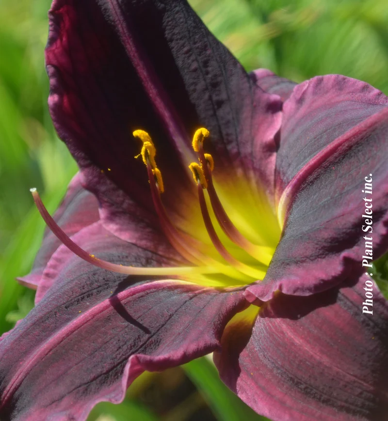 Hémérocalle ‘Stella in Purple’ (Hemerocallis 'Stella in Purple')