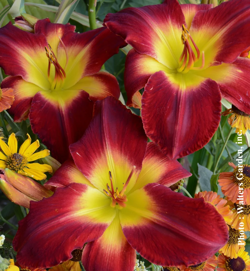 Hémérocalle ‘Wilfrid Dion’ (Hemerocallis 'Wilfrid Dion')