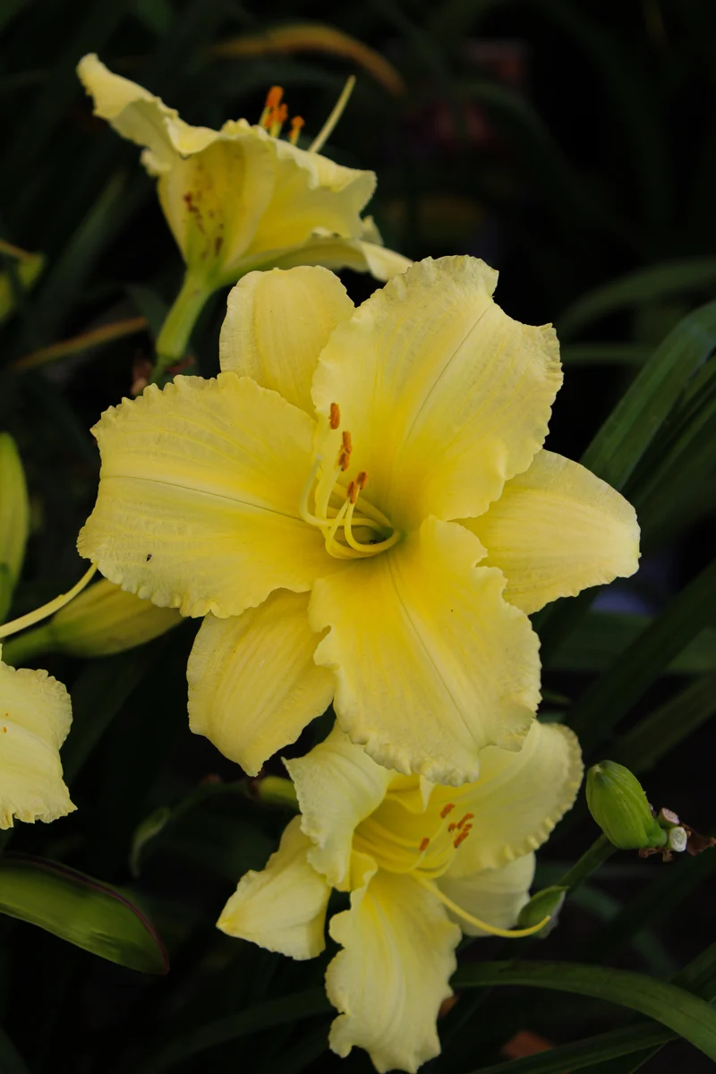 Hémérocalle ‘Stella Supreme’ (Hemerocallis 'Stella Supreme')
