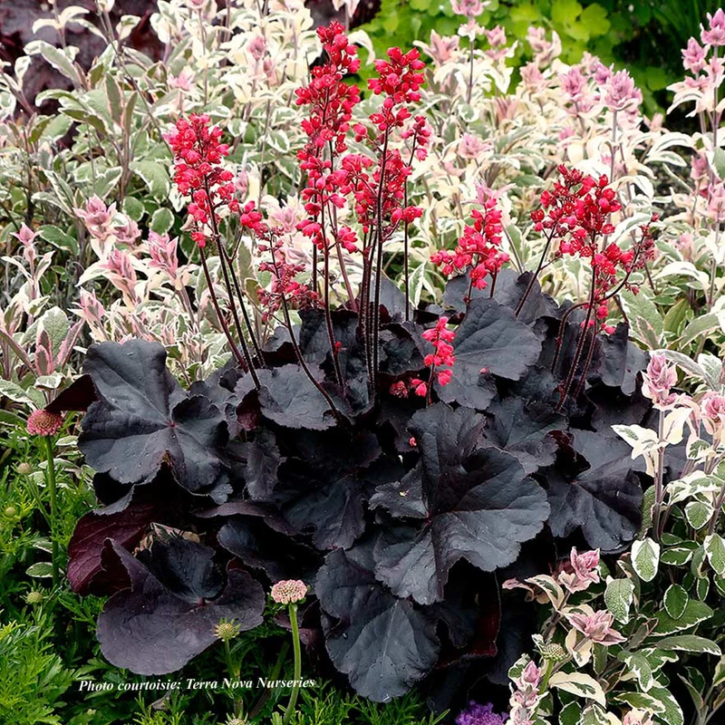Heuchère ‘Black Forest Cake’ (Heuchera 'Black Forest Cake')
