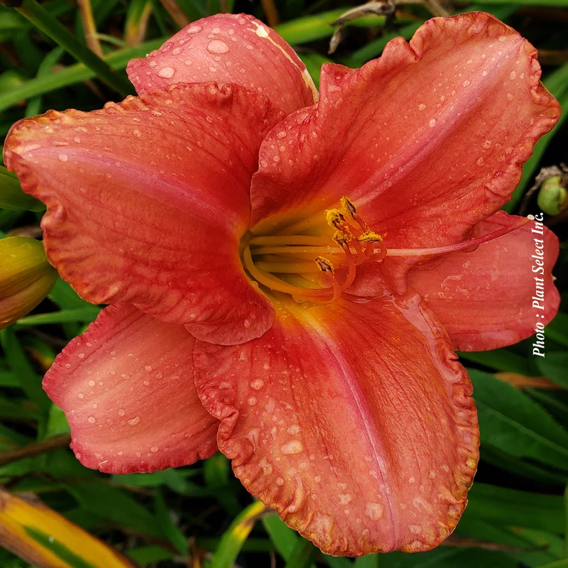 Hémérocalle ‘Yvon Cleroux’ (Hemerocallis 'Yvon Cleroux')