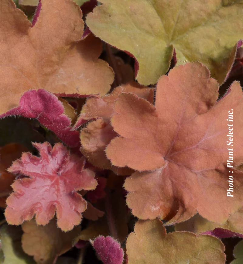 Heuchère ‘Caramel’ (Heuchera 'Caramel')