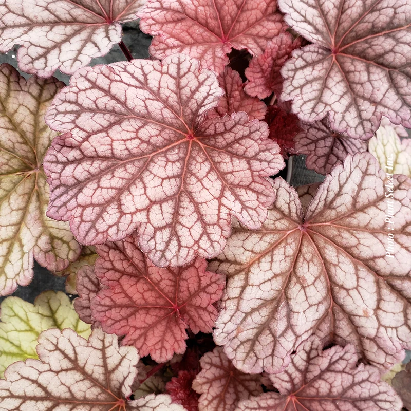 Heuchère ‘Berry Smoothie’ (Heuchera 'Berry Smoothie')
