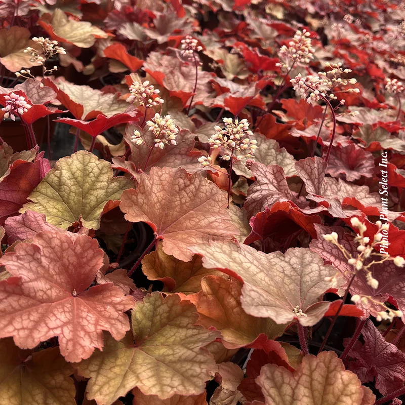 Heuchère ‘City Rio’ (Heuchera City™ 'Rio')