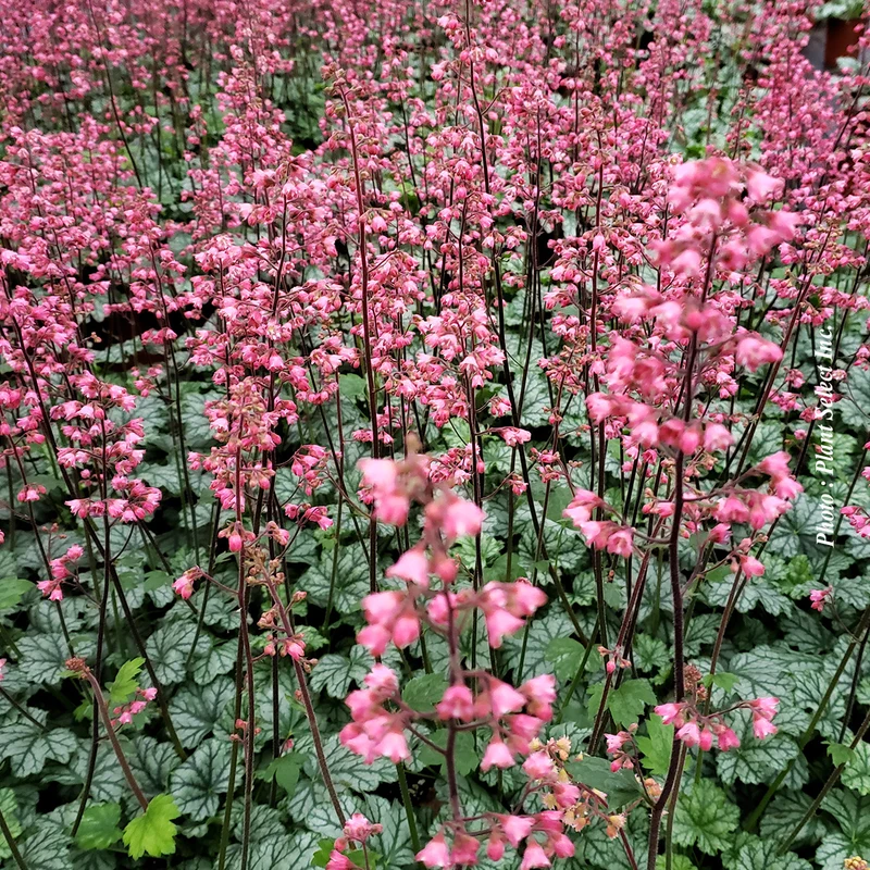 Heuchère ‘City Paris’ (Heuchera City™ 'Paris')