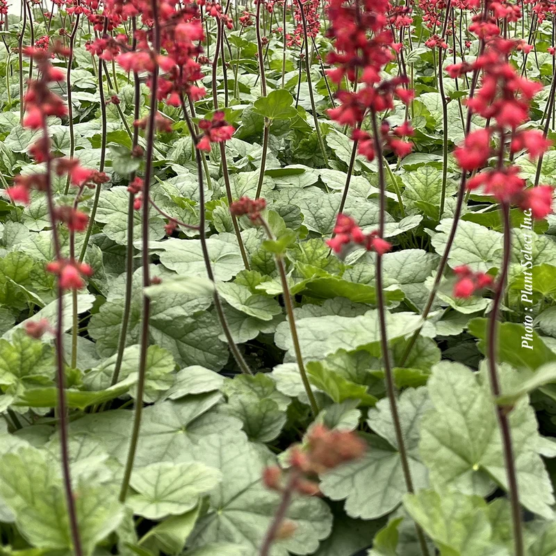 Heuchère ‘Dolce Spearmint’ (Heuchera Dolce® 'Spearmint')