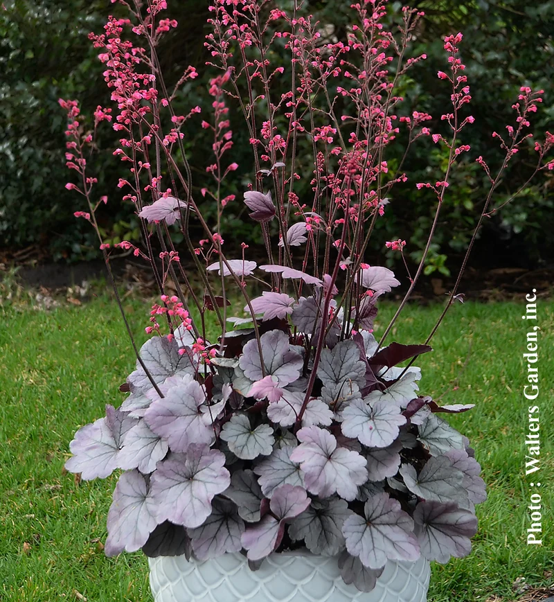 Heuchère ‘Dolce Silver Gumdrop’ (Heuchera Dolce® 'Silver Gumdrop')
