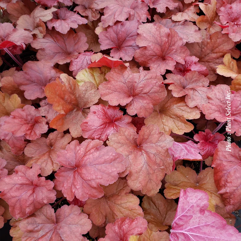 Heuchère ‘Fire Alarm’ (Heuchera 'Fire Alarm')